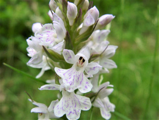 geflecktes Knabenkraut