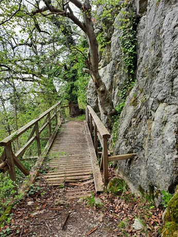 Brücke im Wald